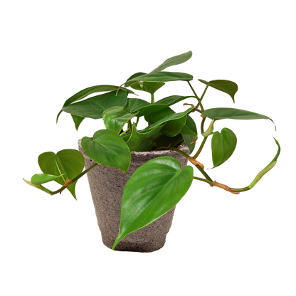 Philodendron Cordatum Heartleaf - OVAD
