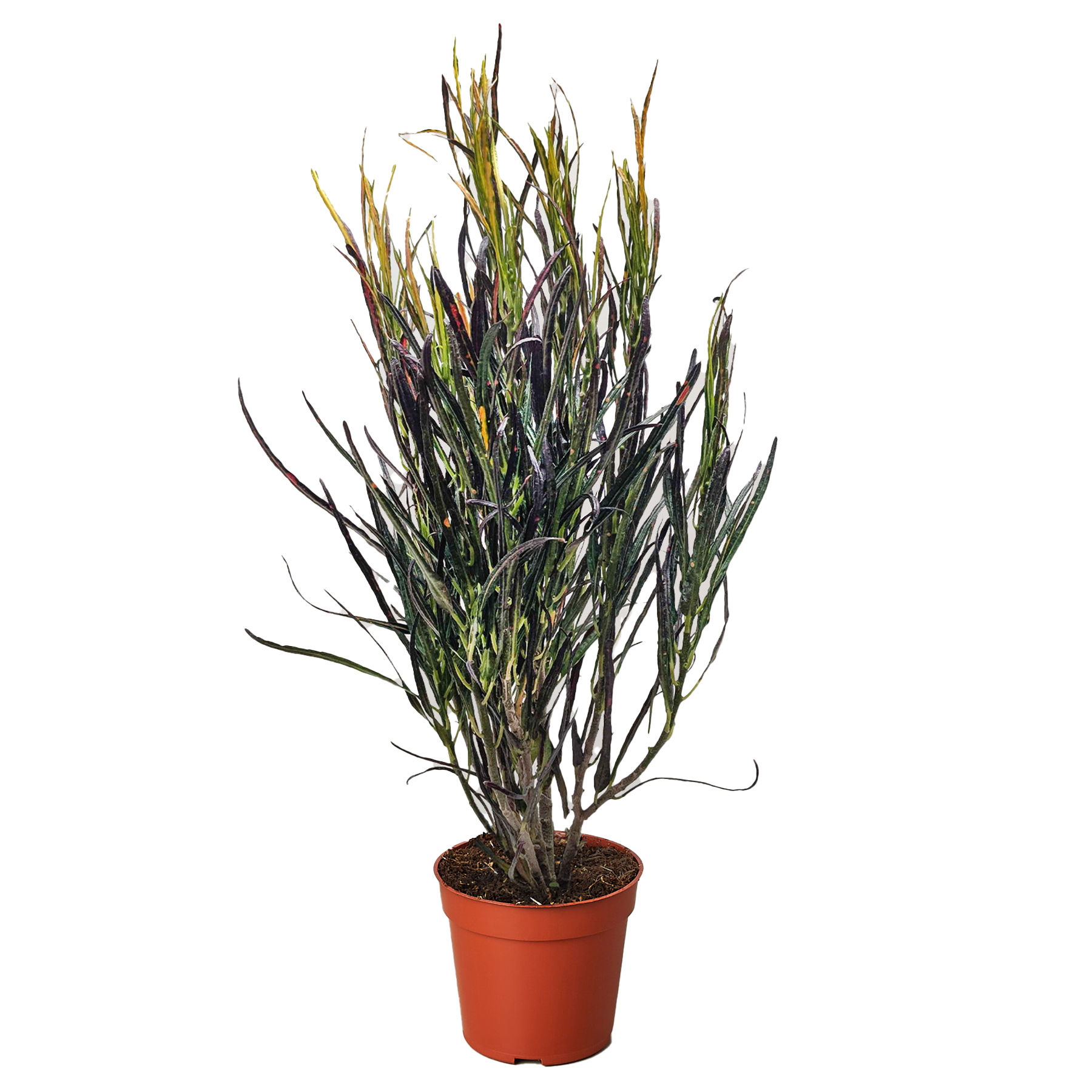 Croton 'Picasso'.