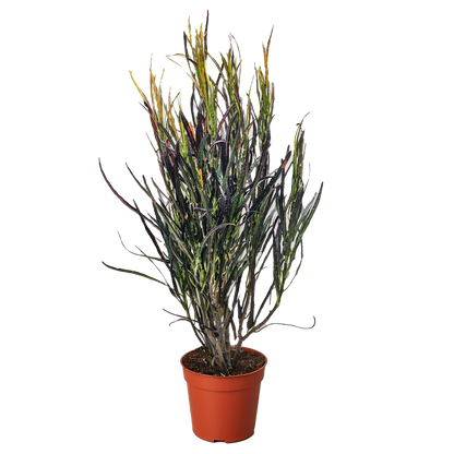 Croton 'Picasso'.
