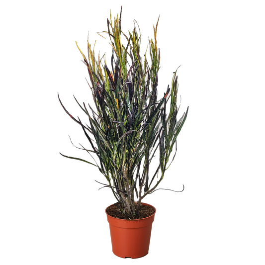 Croton 'Picasso'.