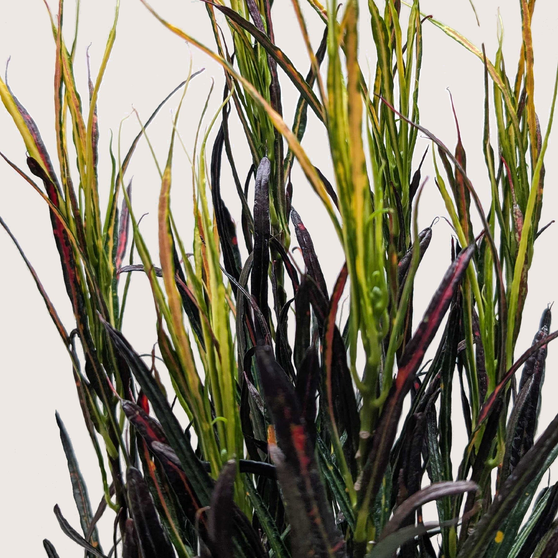 Croton 'Picasso'.