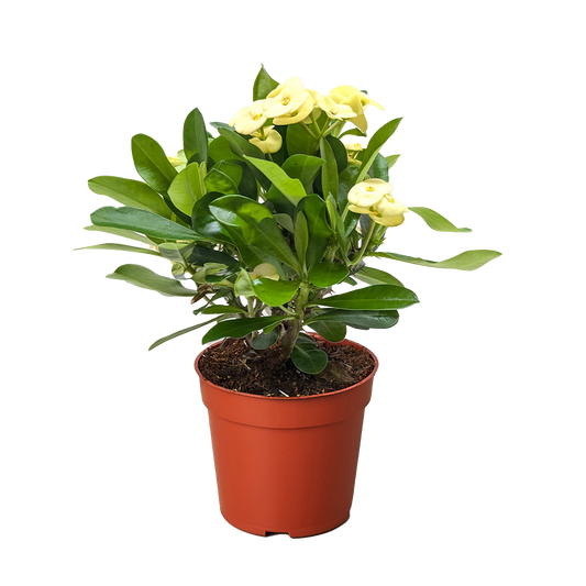 Crown of Thorns.