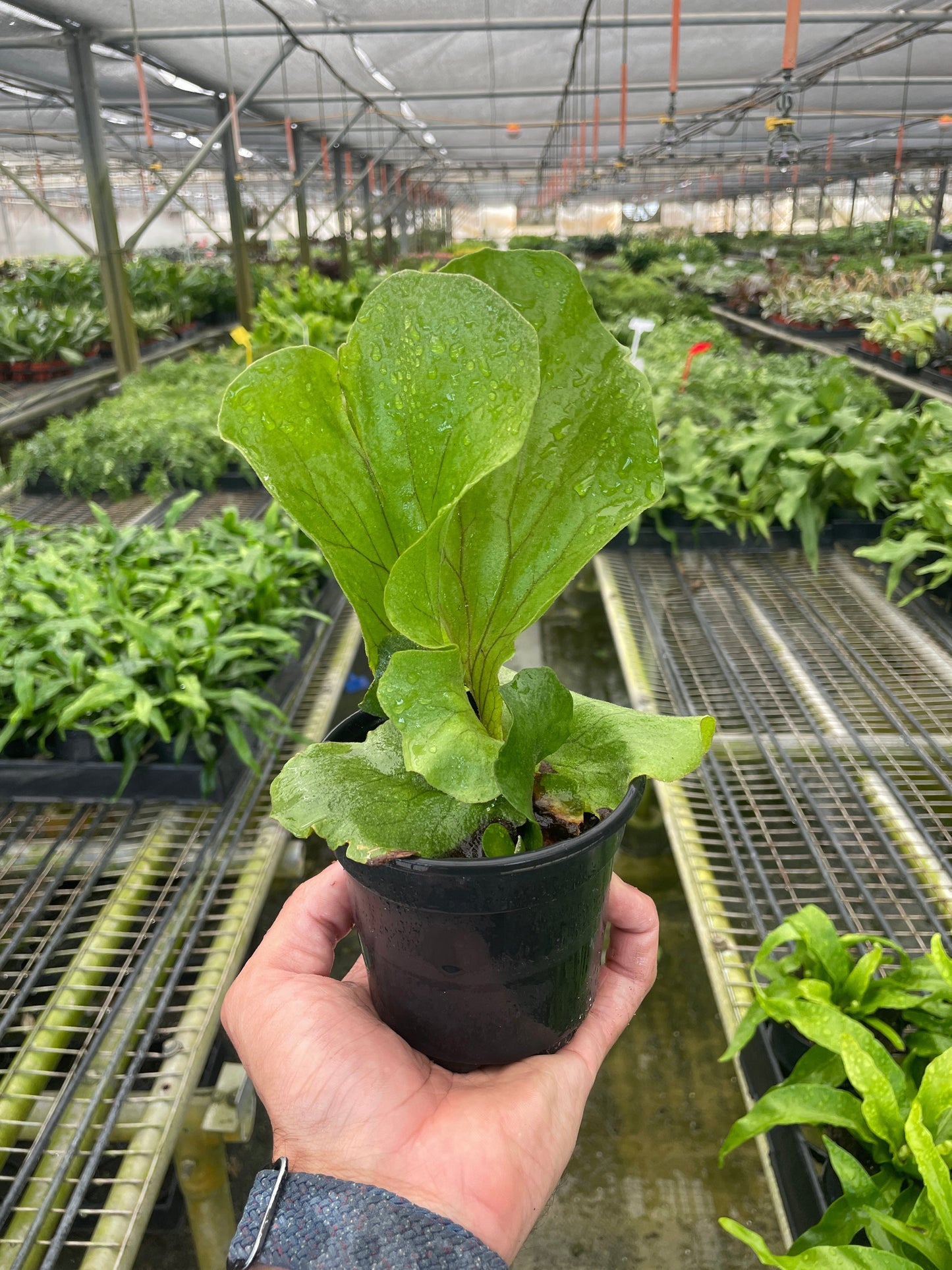 Fern 'Elephant'.