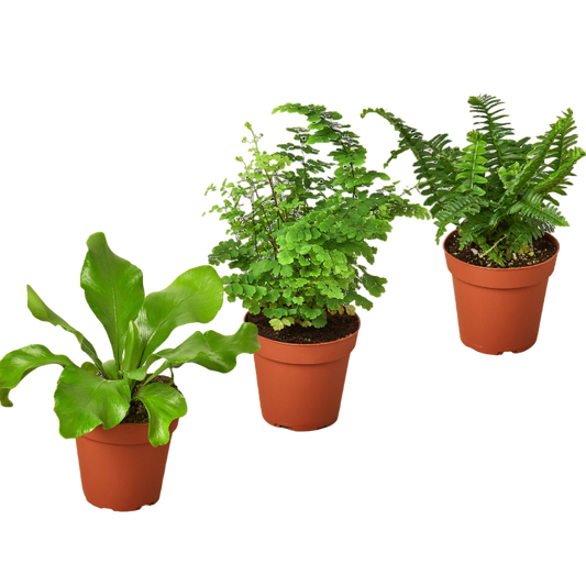 3 Fern Variety Pack - Live Plants - 4" Pot - House Plant - OVAD