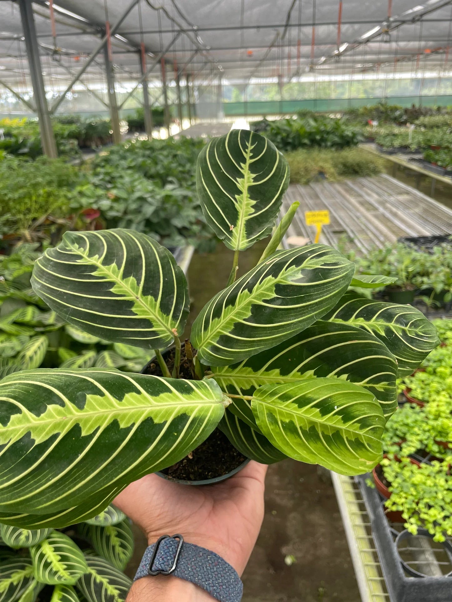 Zest the Maranta