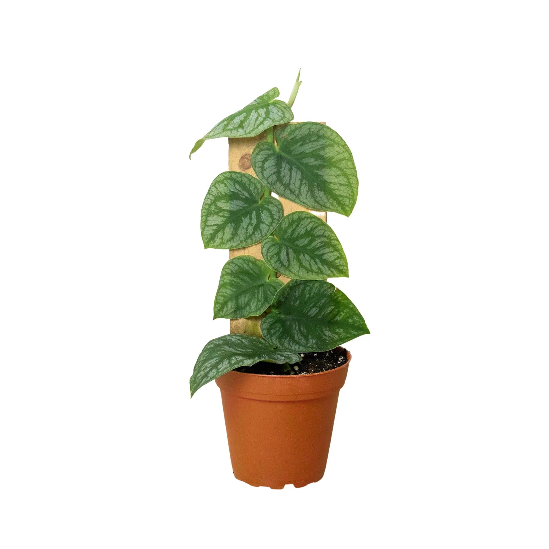 Monstera 'Dubia' (Shingle Plant) - OVAD