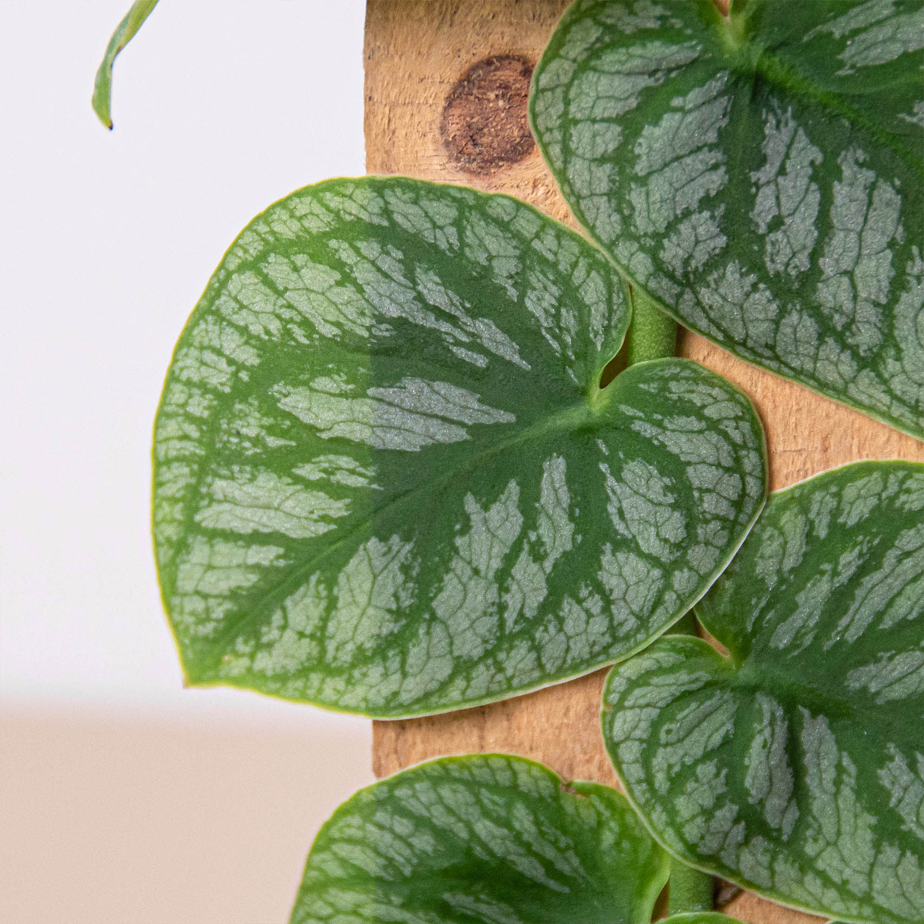 Monstera 'Dubia' (Shingle Plant) - OVAD