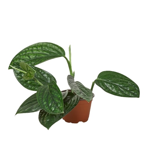 Monstera 'Peru' - OVAD