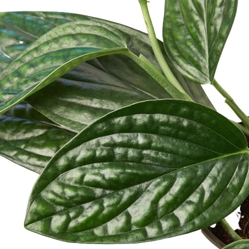 Monstera 'Peru' - OVAD