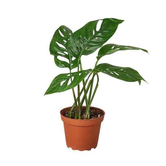 Haze the Monstera Adansonii - OVAD