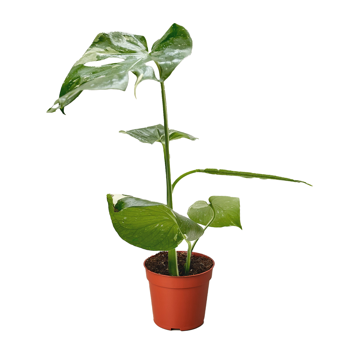 Monstera 'Thai Constellation' - OVAD