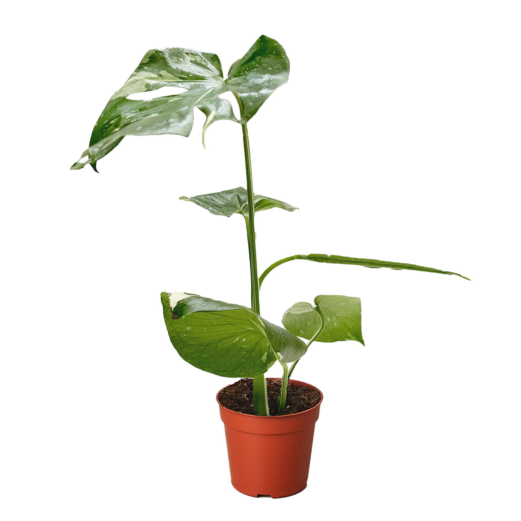 Monstera 'Thai Constellation' - OVAD
