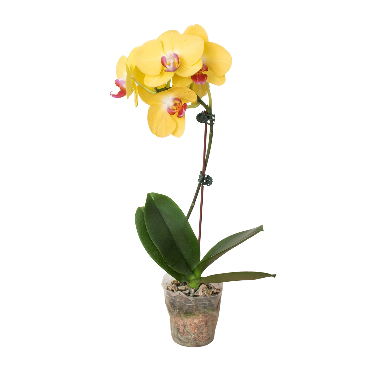 Orchid 'Yellow Phalaenopsis'.