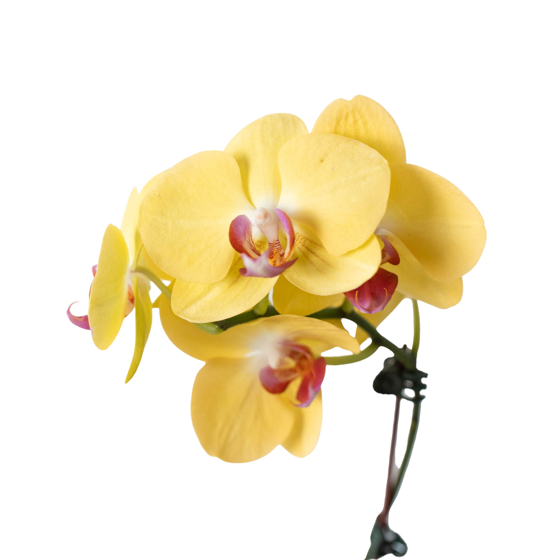 Orchid 'Yellow Phalaenopsis'.