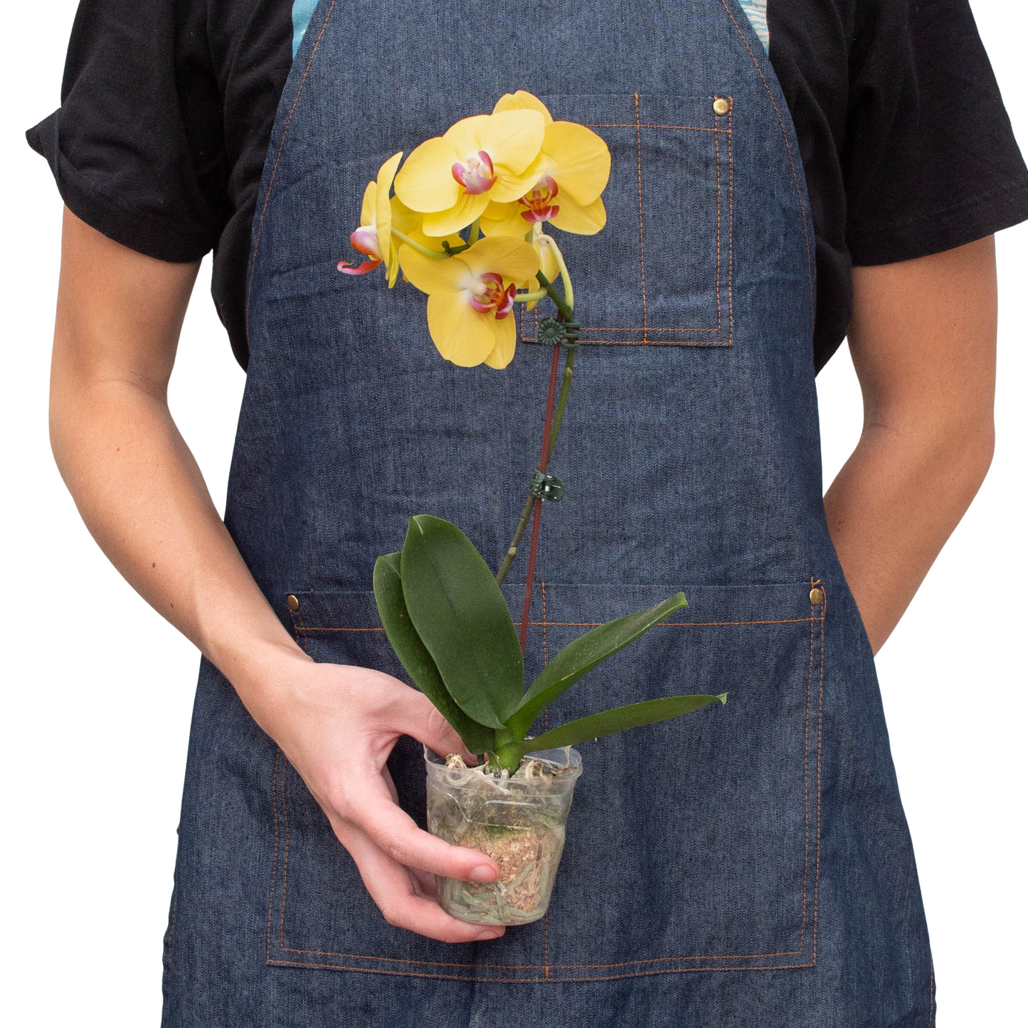 Orchid 'Yellow Phalaenopsis'.