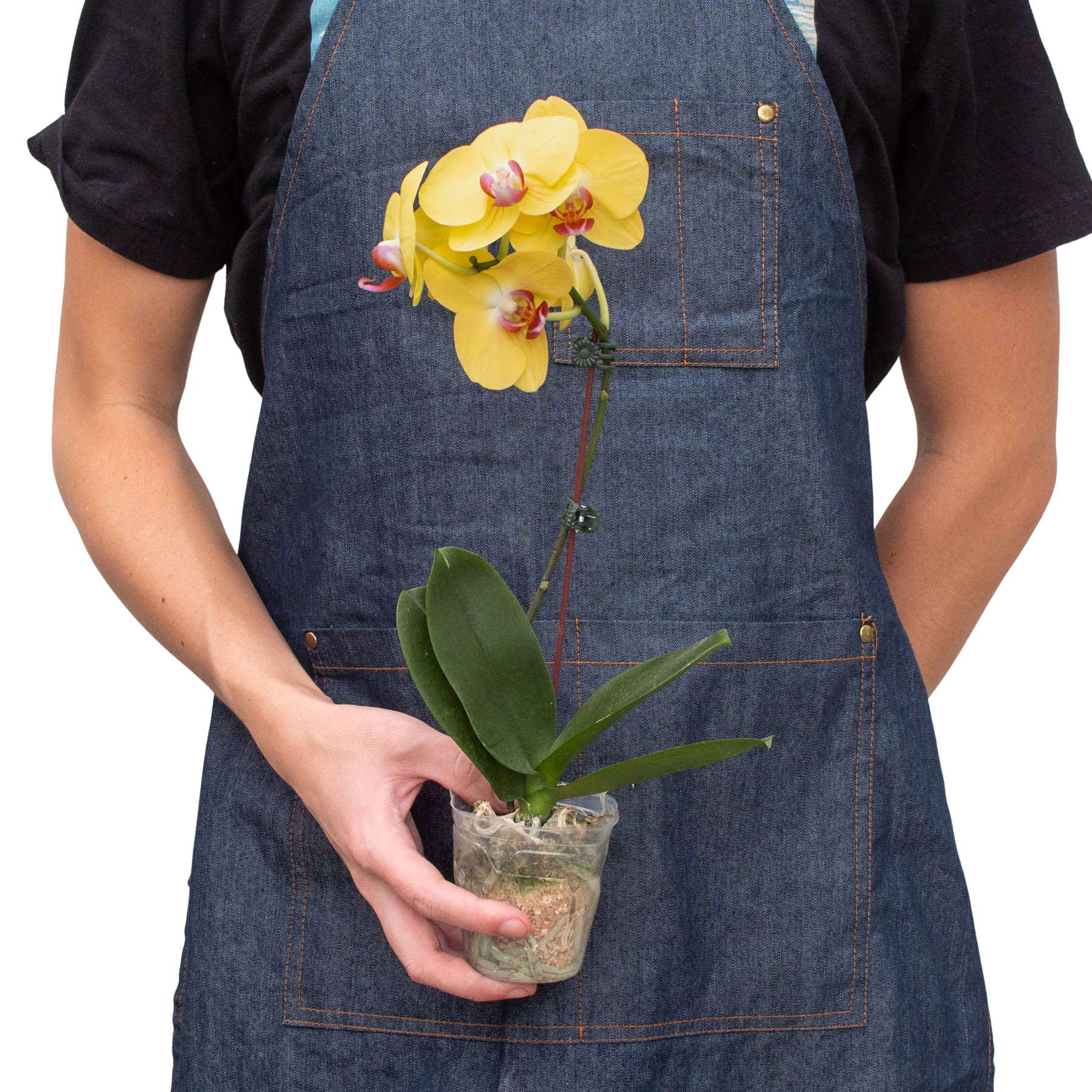 Orchid 'Yellow Phalaenopsis'.