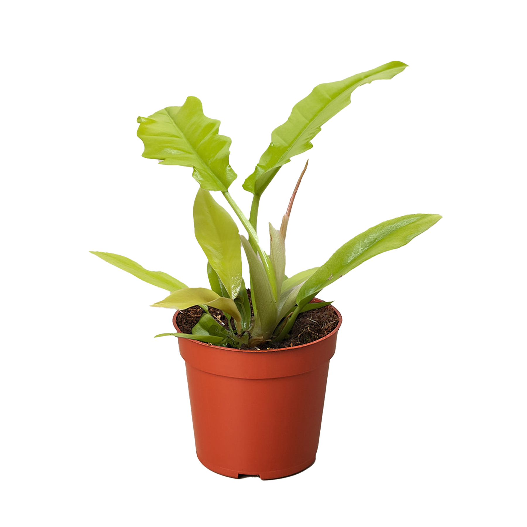 Philodendron 'Golden Crocodile'.