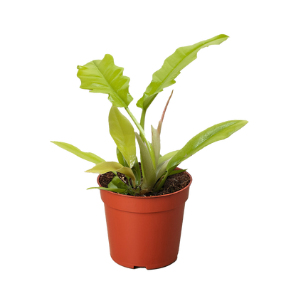 Philodendron 'Golden Crocodile'.