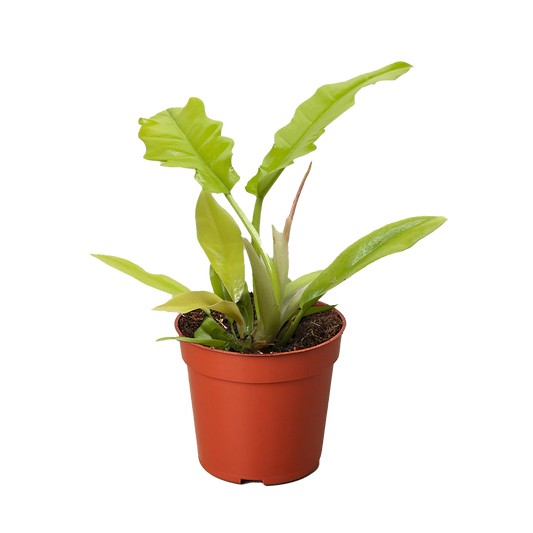 Philodendron 'Golden Crocodile'.