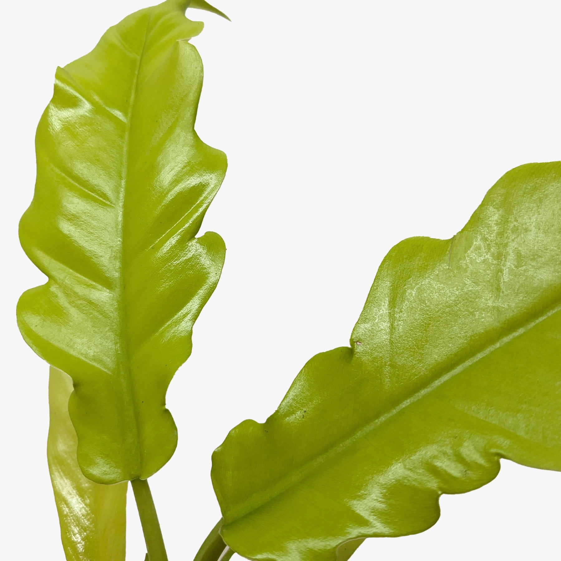 Philodendron 'Golden Crocodile'.