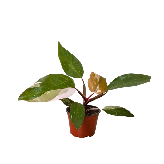 Philodendron 'Pink Princess' - OVAD