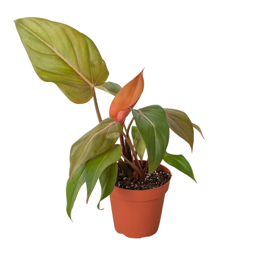 Philodendron 'Summer Glory' - OVAD