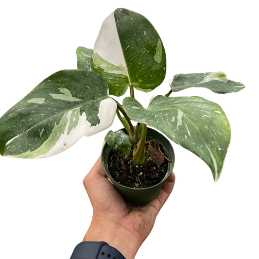 Philodendron 'White Princess' - OVAD