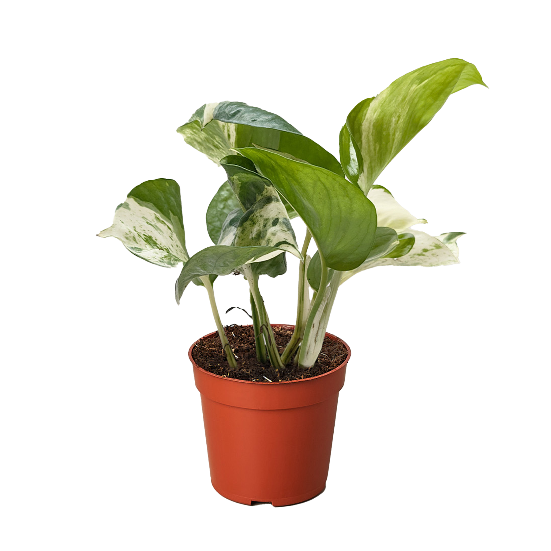 Pothos Manjula.