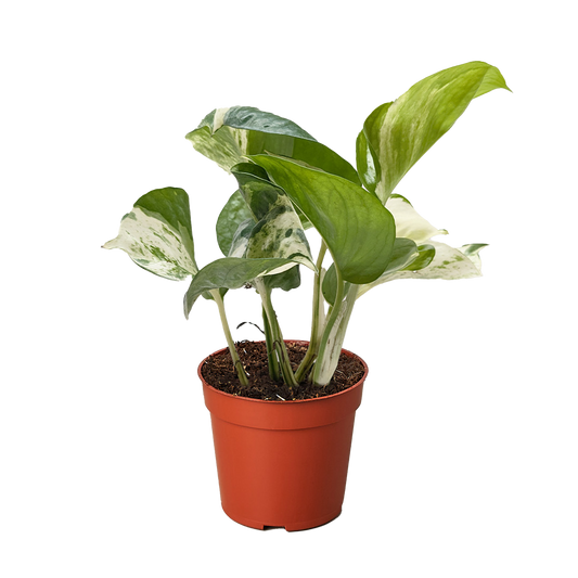 Pothos Manjula.