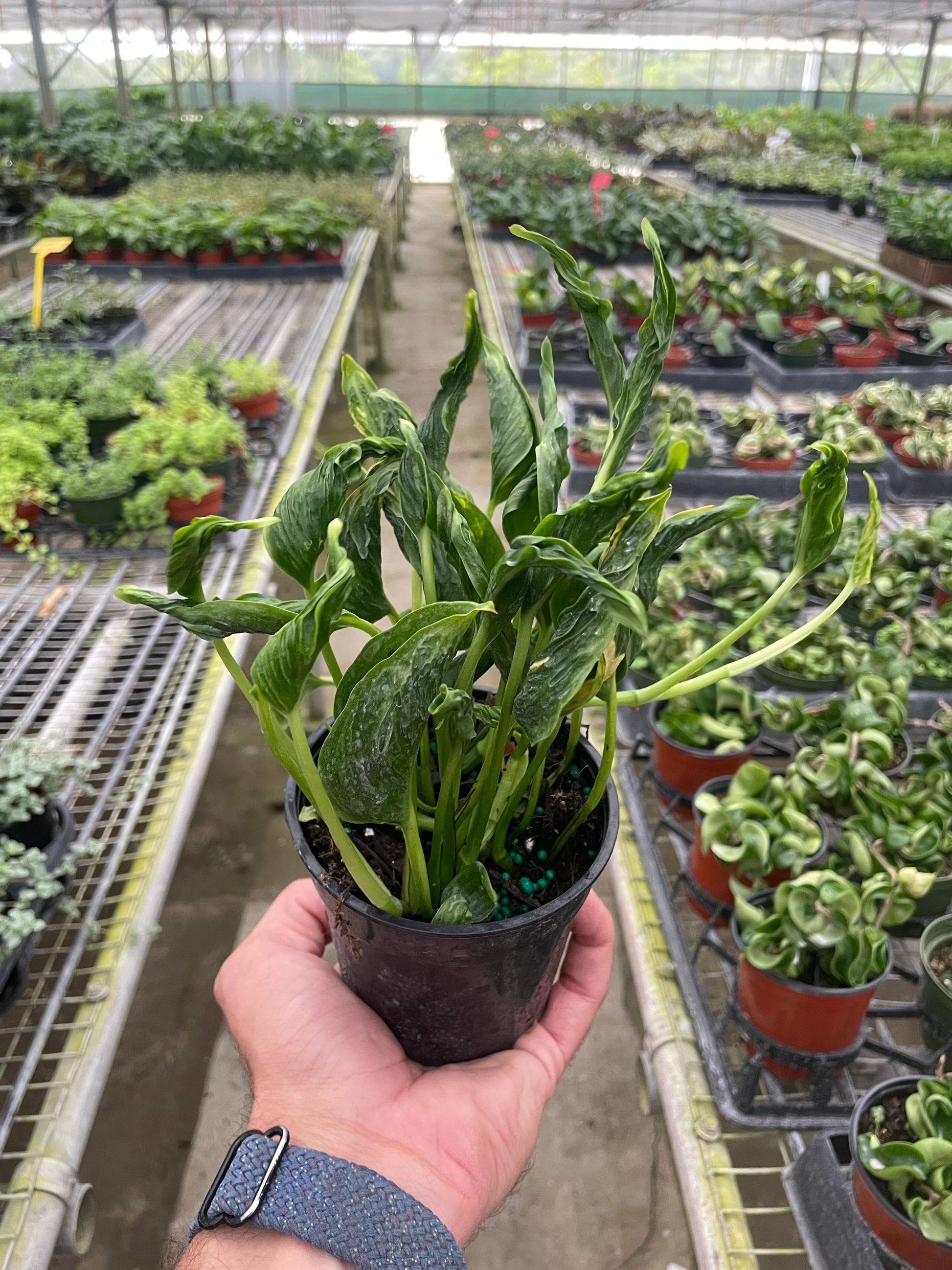 Pothos 'Shangri La'.