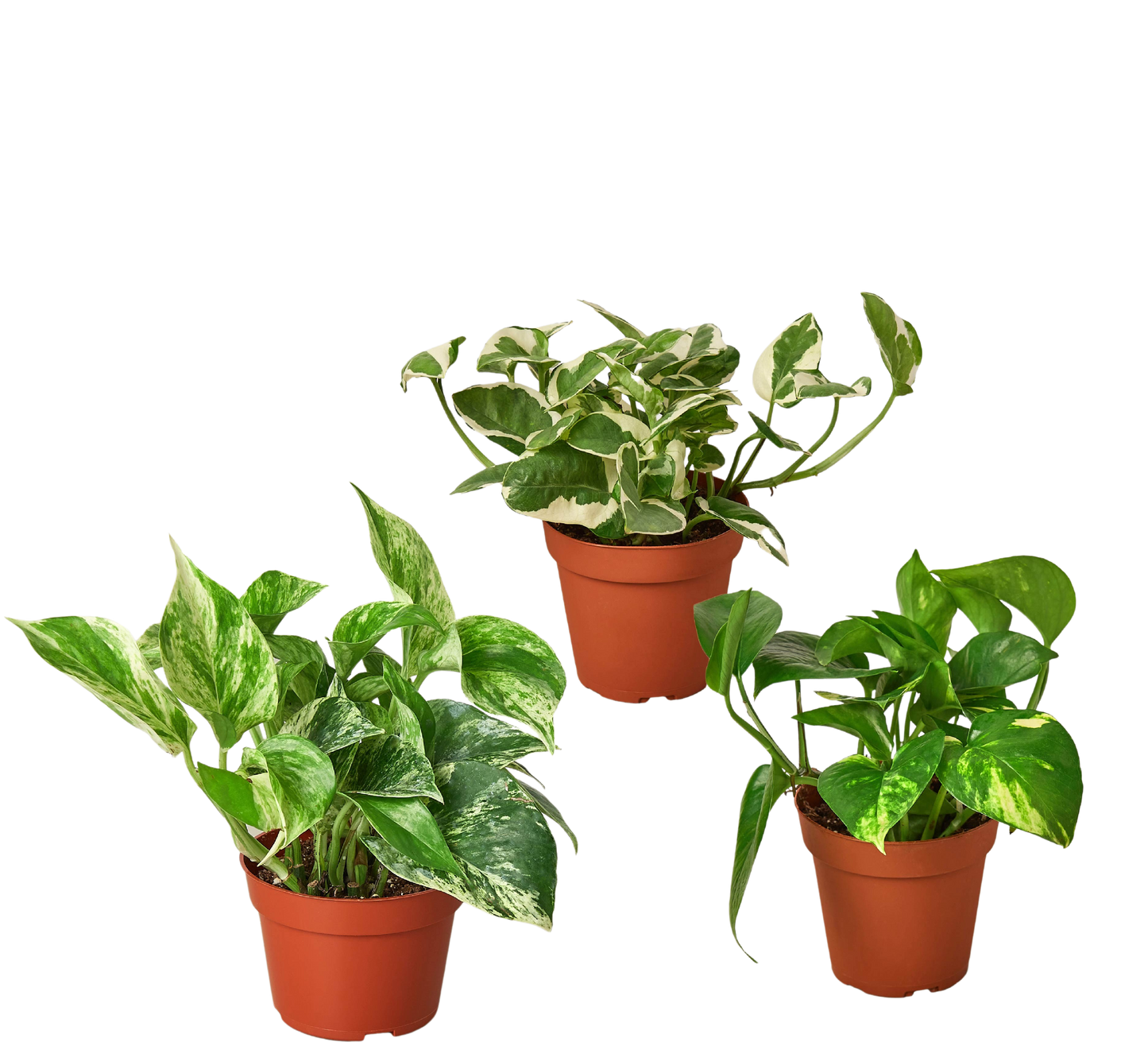 3 Pothos Variety Pack / 4" Pot / Live Plant / Home and Garden Plants