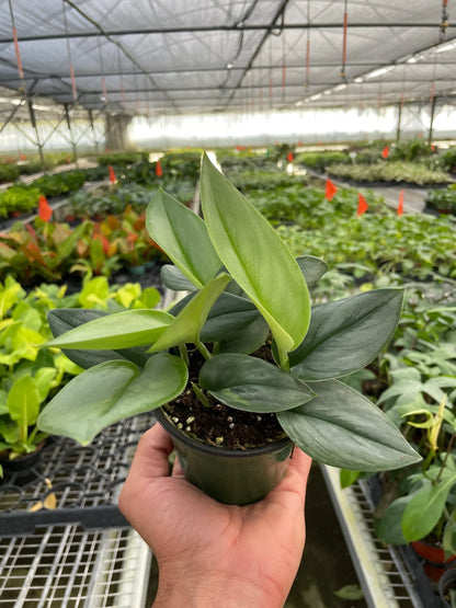 Scindapsus 'Moonlight'