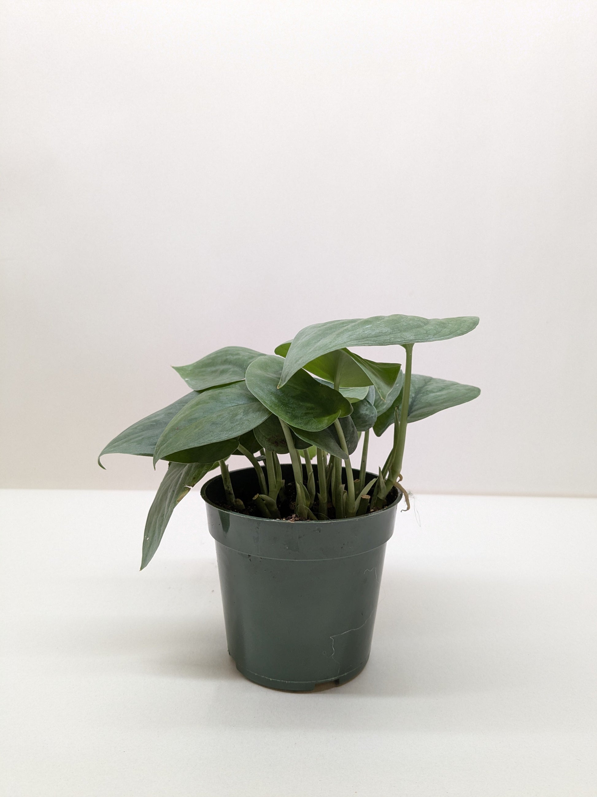 Scindapsus Platinum Java.