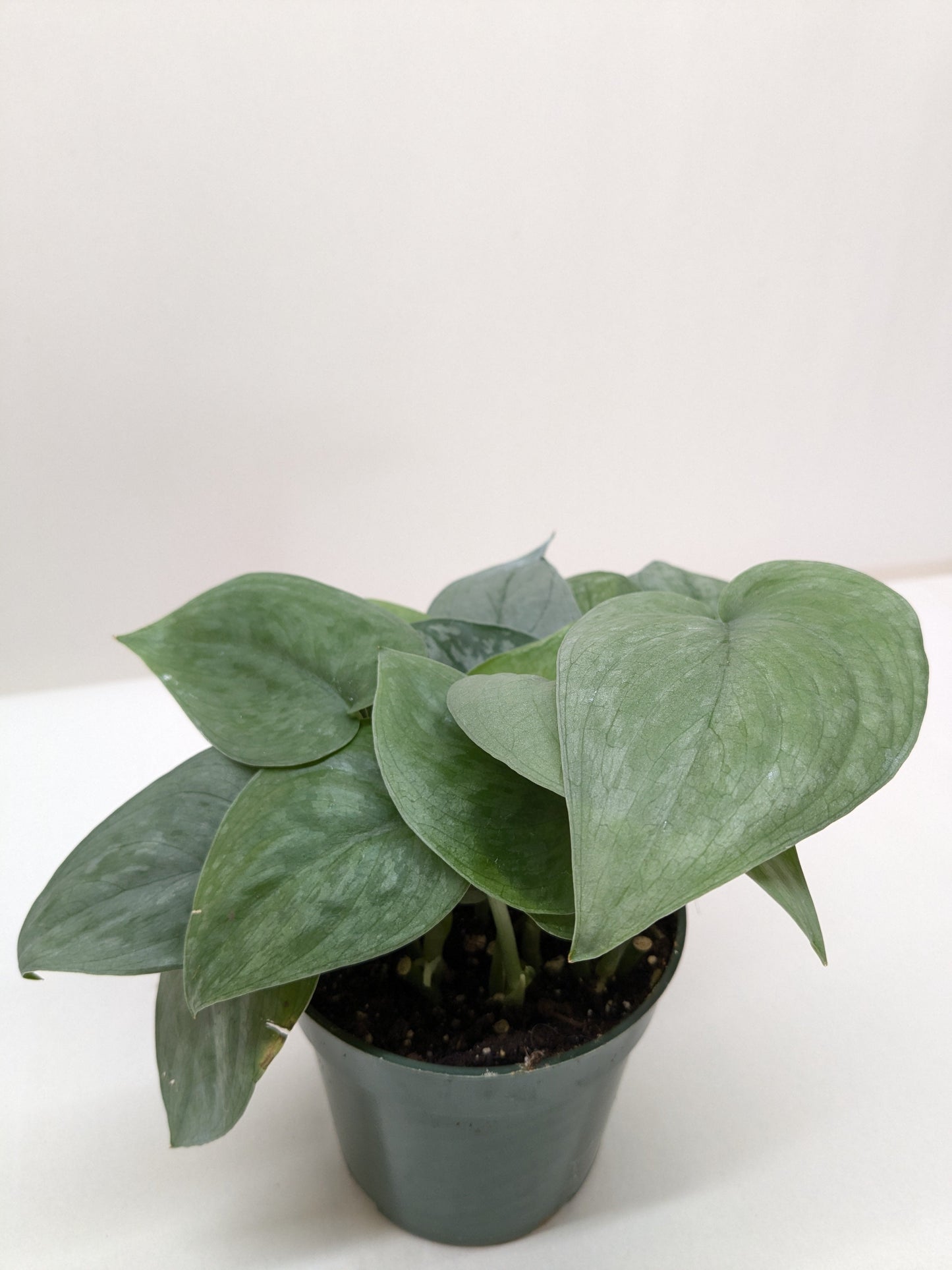 Scindapsus Platinum Java.