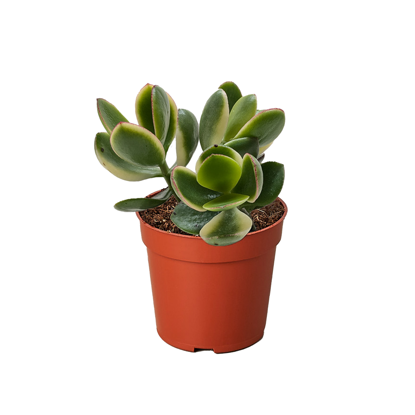 Succulent Crassula Jade Variegated.