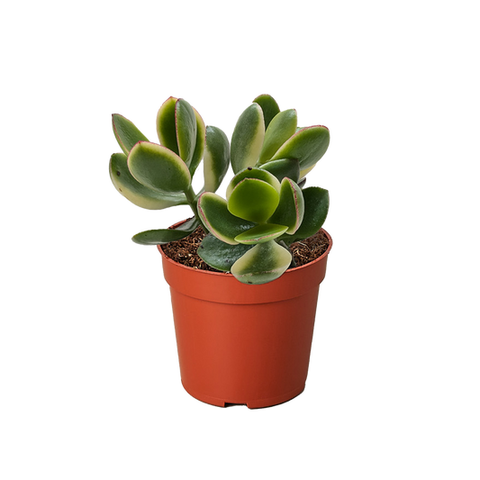 Succulent Crassula Jade Variegated.