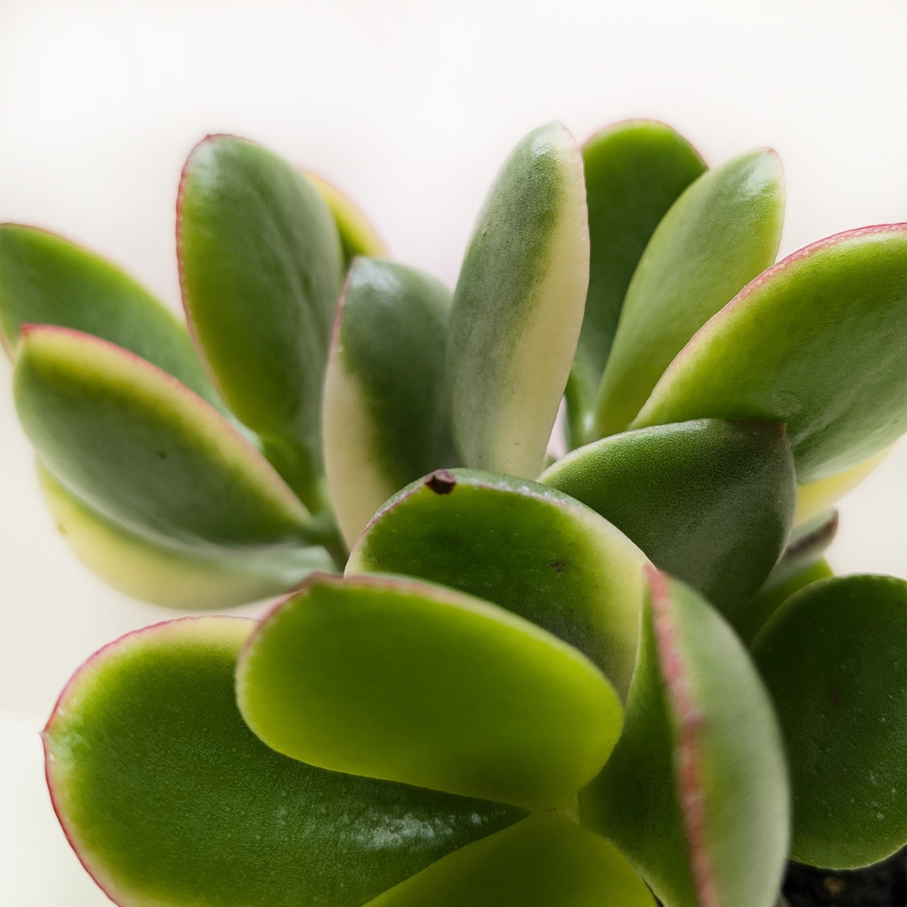 Succulent Crassula Jade Variegated.