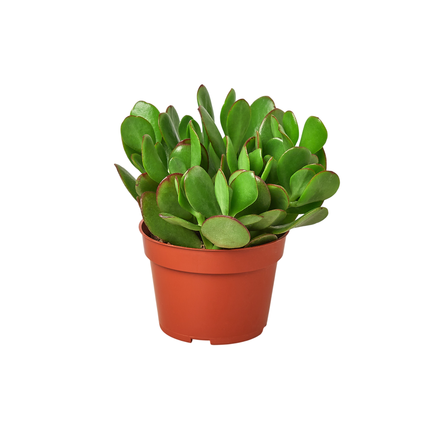 1 Succulent Monthly Subscription Box - OVAD