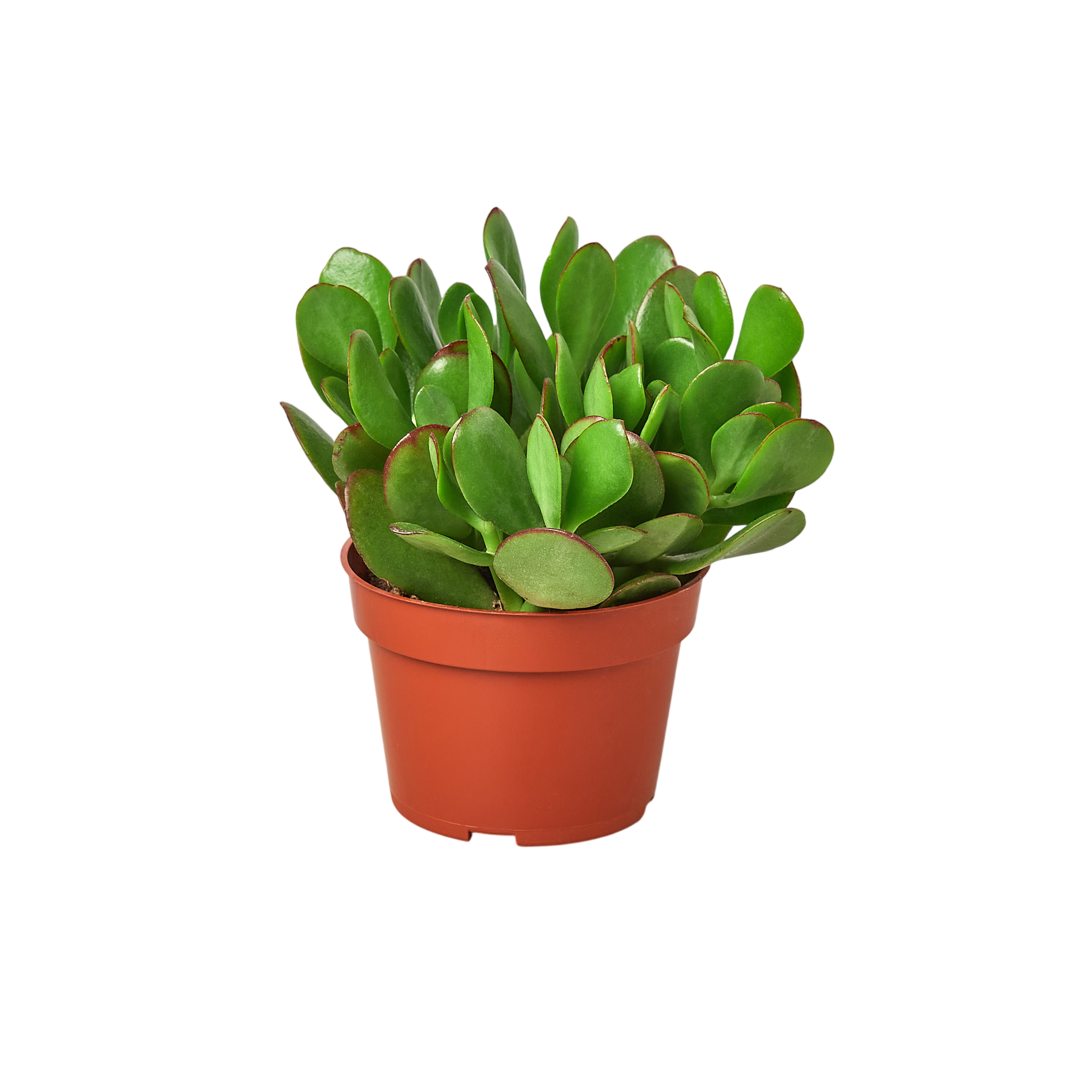 1 Succulent Monthly Subscription Box - OVAD