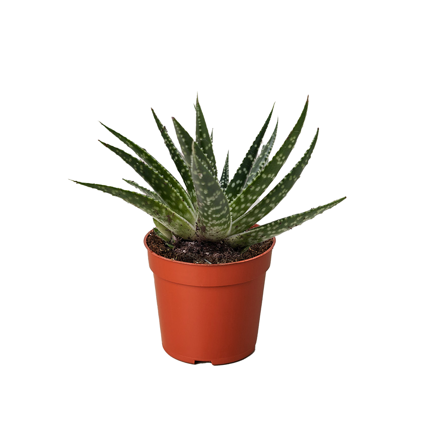 Succulent Gasteria Zimflora.