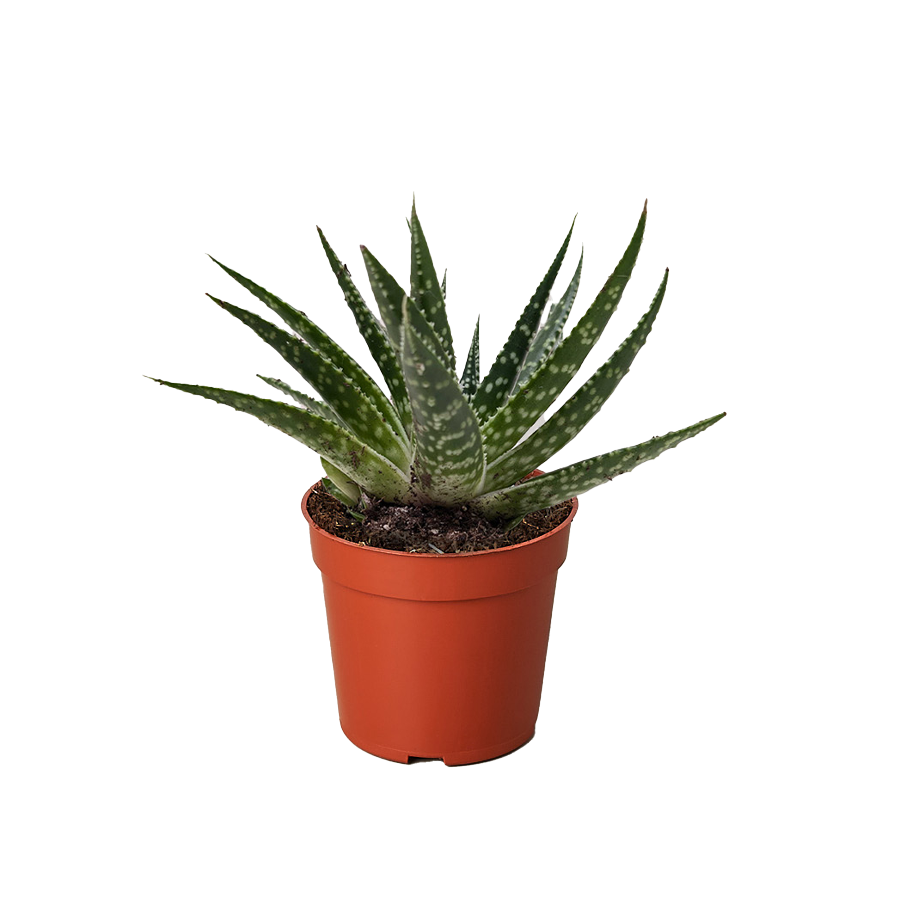 Succulent Gasteria Zimflora.
