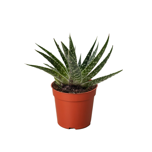 Succulent Gasteria Zimflora.
