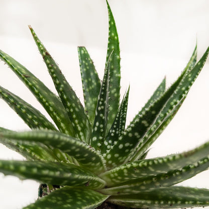 Succulent Gasteria Zimflora.