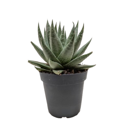 Succulent Haworthia Savanna.