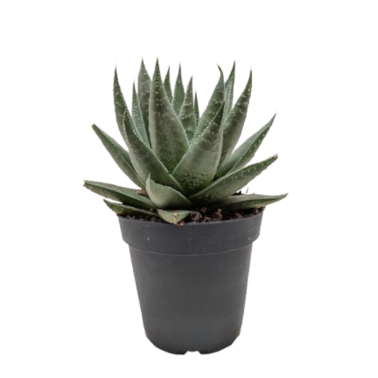 Succulent Haworthia Savanna.