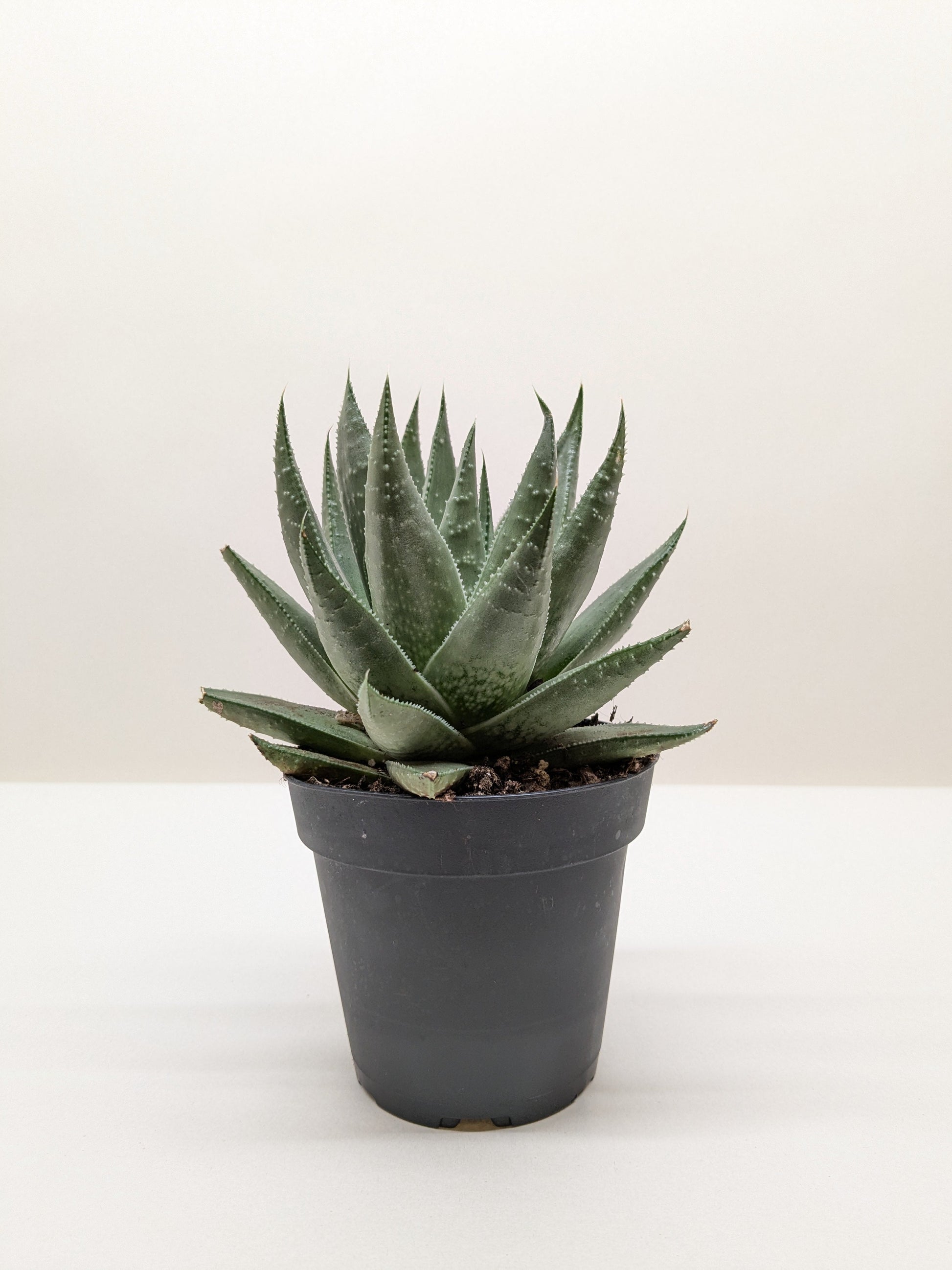 Succulent Haworthia Savanna.