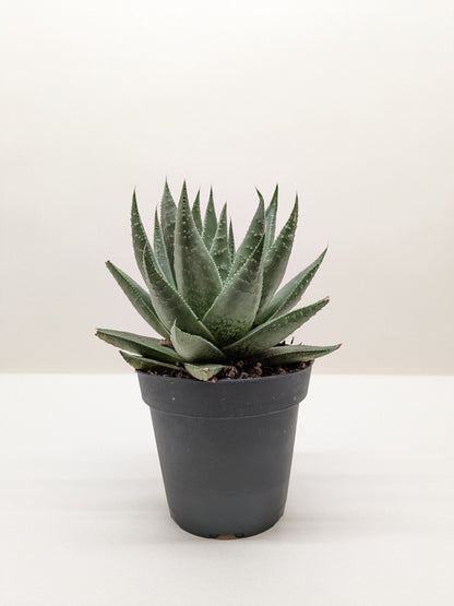 Succulent Haworthia Savanna.