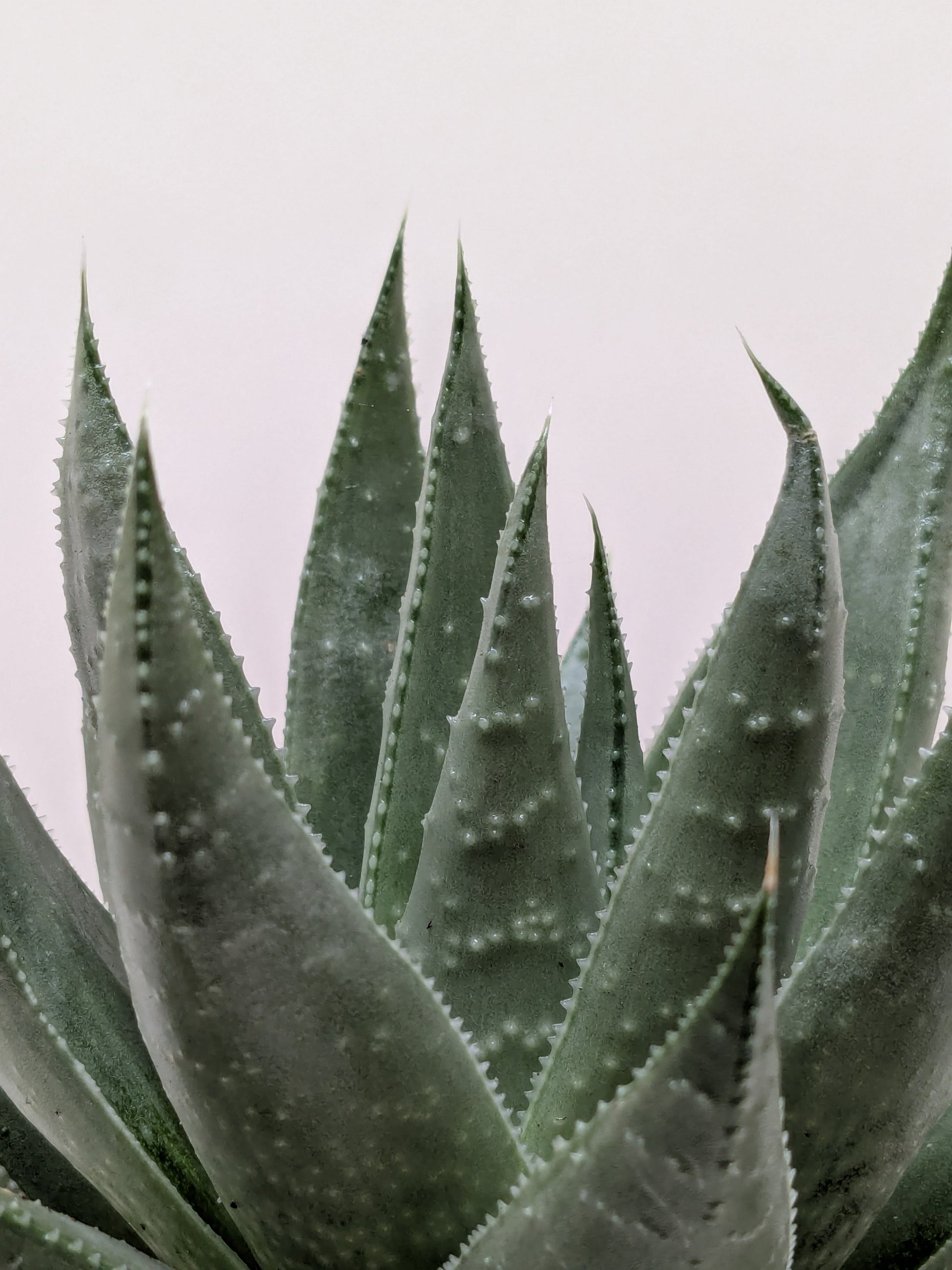 Succulent Haworthia Savanna.