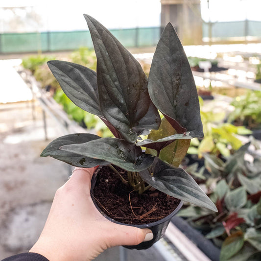 Syngonium 'Red Arrow'.