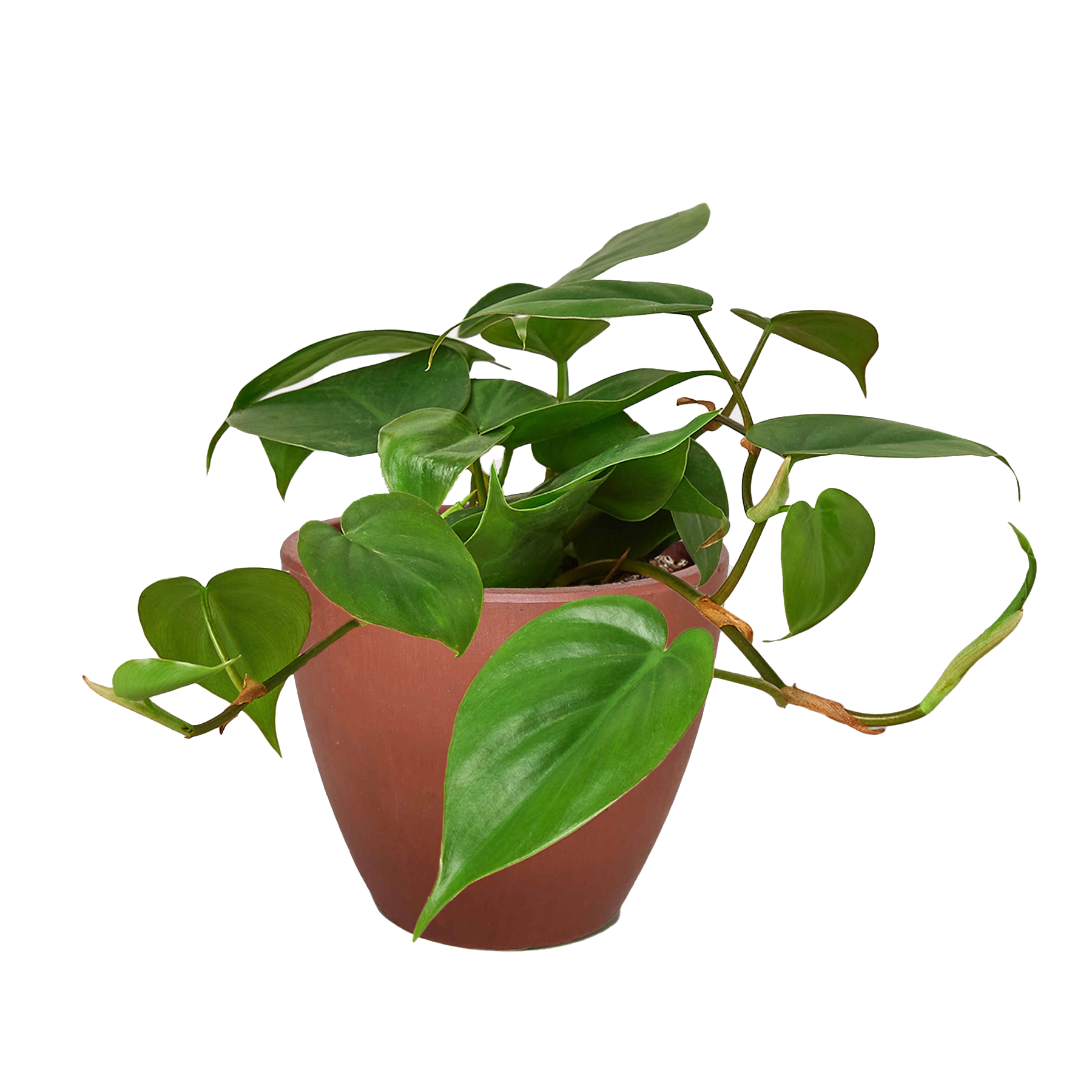 Philodendron Cordatum Heartleaf - OVAD